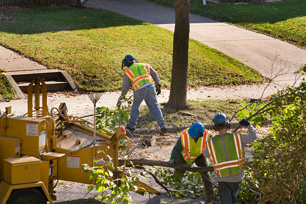 Best Fruit Tree Pruning  in Bradner, OH