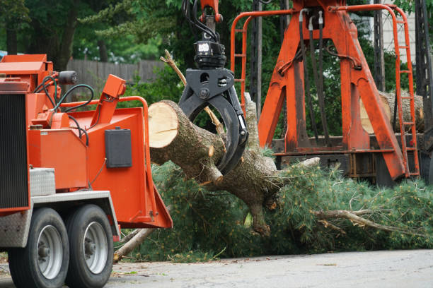 Best Tree Cabling and Bracing  in Bradner, OH